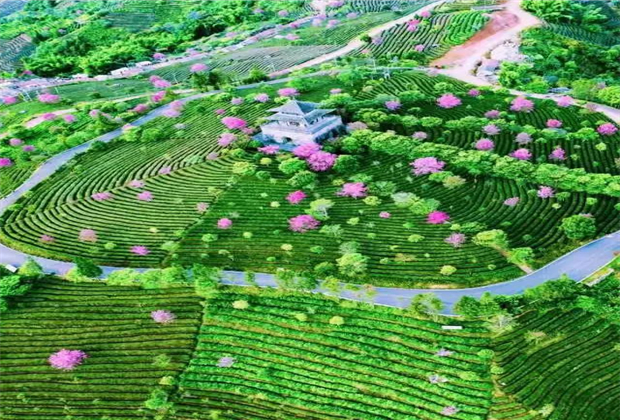 普尔旅游：中华普洱茶博览苑的樱花开了……